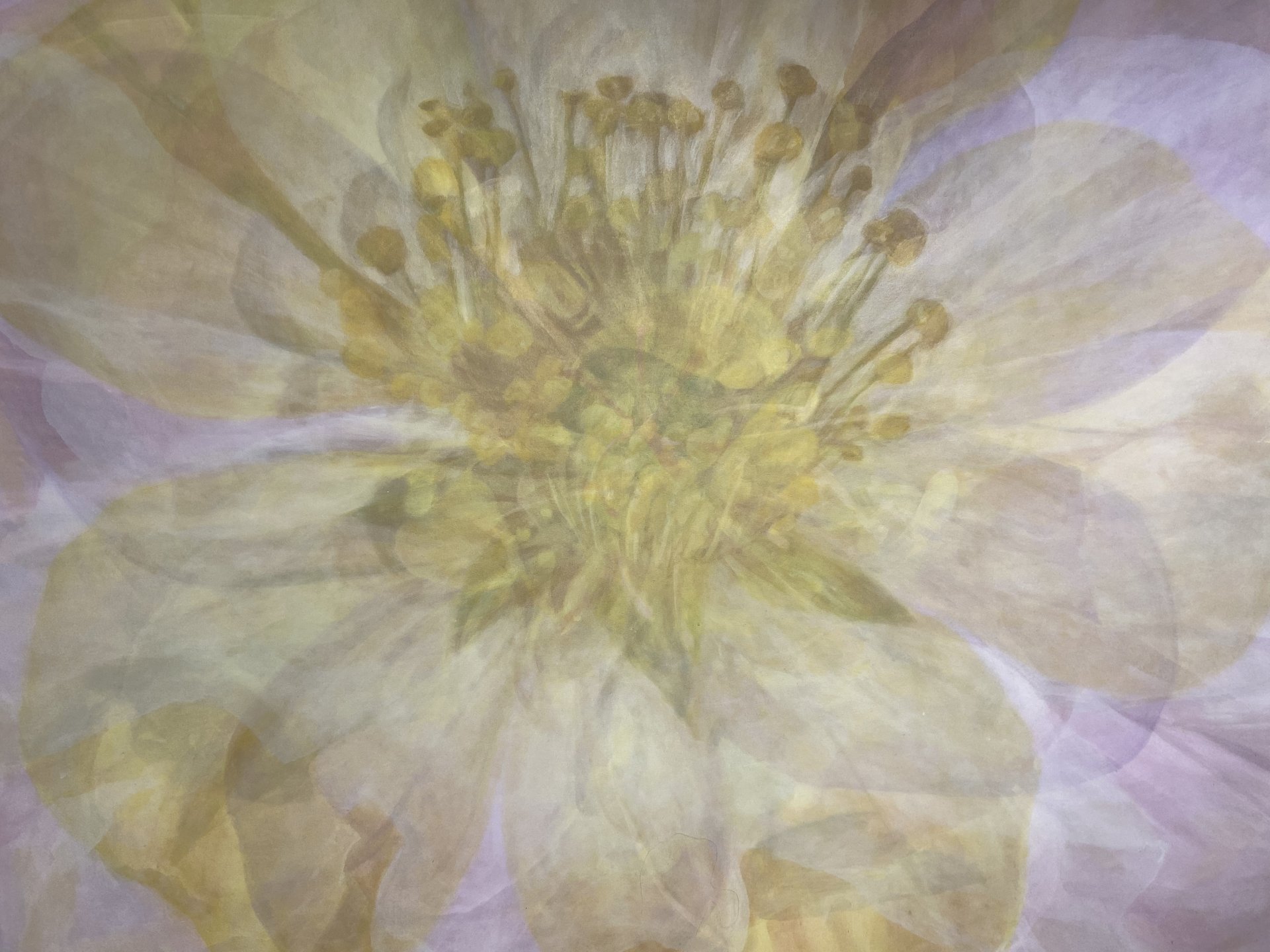 Fjölröddun – Blóm í Hofi